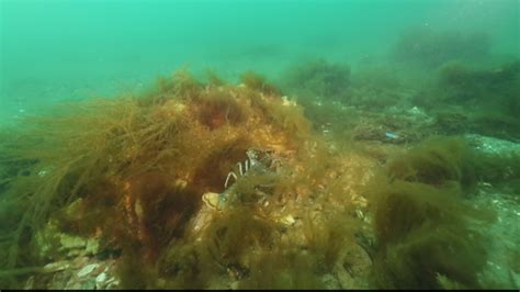  Le conte de la Néfaste Fleur de Pêche : Un voyage mystique à travers les conséquences d'un acte impulsif !